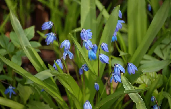 Picture greens, summer, grass, macro, flowers, bells