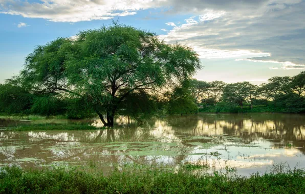 Picture greens, the sky, grass, clouds, trees, tropics, river, Myanmar