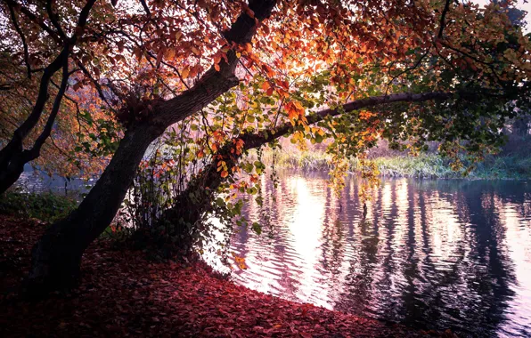 Autumn, nature, tree, foliage, pond, Bank