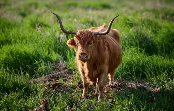 Cows, horns, highland cow