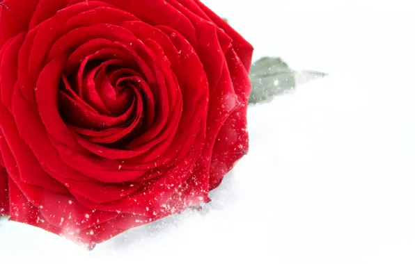 Drops, snowflakes, close-up, rose, wet, petals, lies, red