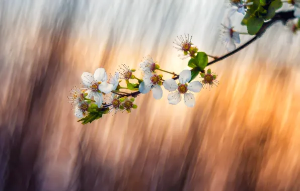 Picture nature, spring, garden