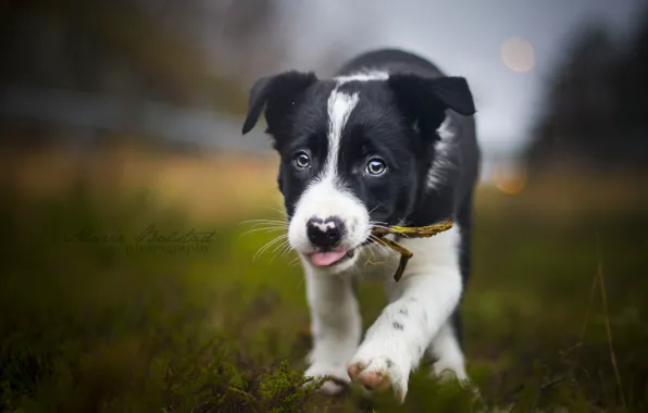 Summer, look, each, dog