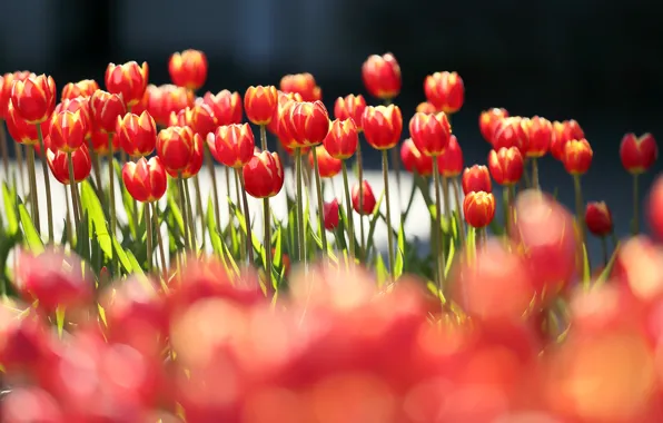 Picture the sun, flowers, red, tulips, bokeh