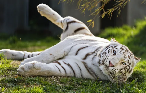 White, tiger, pose, paw, lies