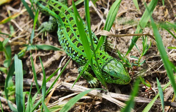 Picture grass, green, lizard, Spring.