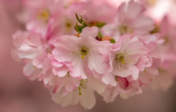 Picture macro, cherry, flowering, flowers