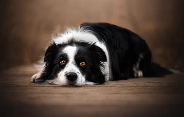 Look, nature, pose, Board, black and white, portrait, dog, lies