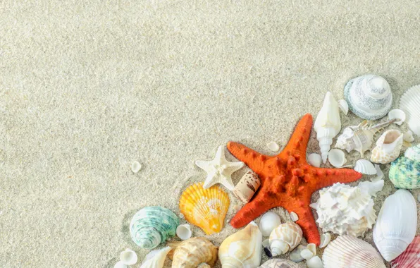Picture sand, beach, star, shell, summer, beach, sand, marine