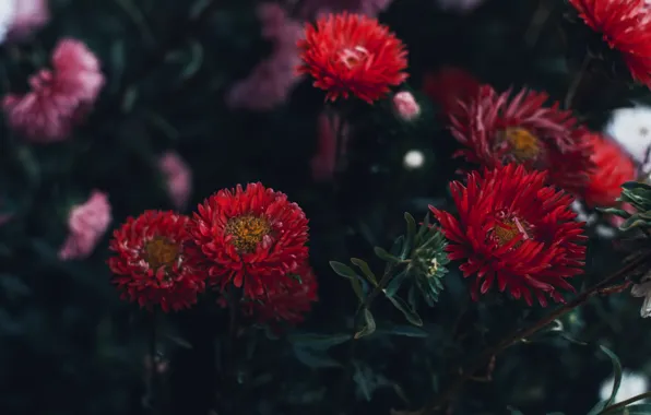 Leaves, flowers, red, the dark background, garden, the bushes, autumn, asters