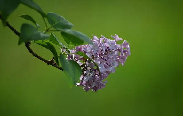 Picture flowers, Bush, branch, spring, lilac