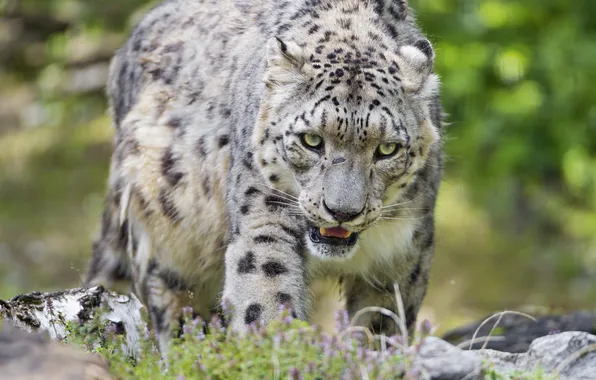 Cat, look, IRBIS, snow leopard, ©Tambako The Jaguar