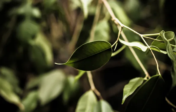 Greens, leaves, branches