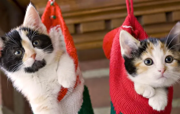 Picture kittens, funny, socks