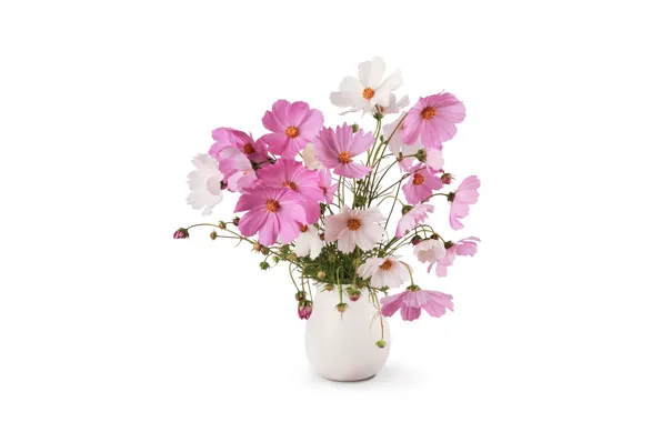 Picture flowers, white background, vase, kosmeya