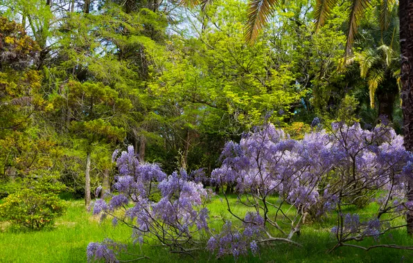 Forest, trees, nature, Park, plant, spring, Russia, April