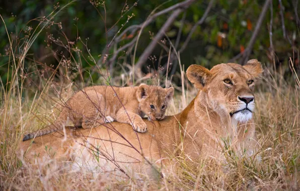 Nature, baby, pair, lioness, cub, lion, two, lion