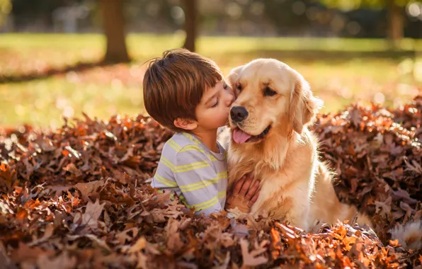 Autumn, leaves, foliage, dog, boy, friendship, friends, Golden Retriever