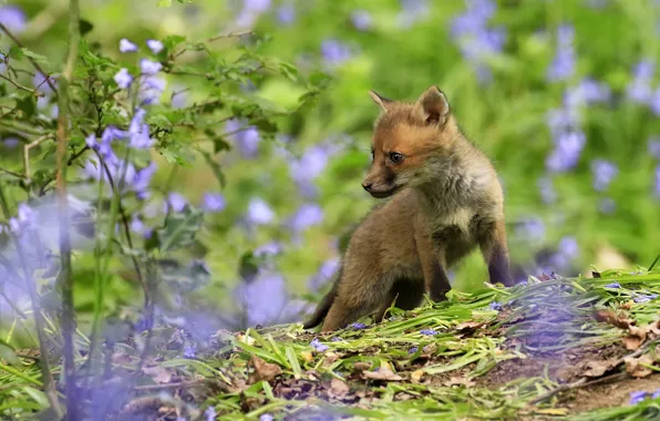Greens, summer, look, leaves, flowers, nature, pose, baby