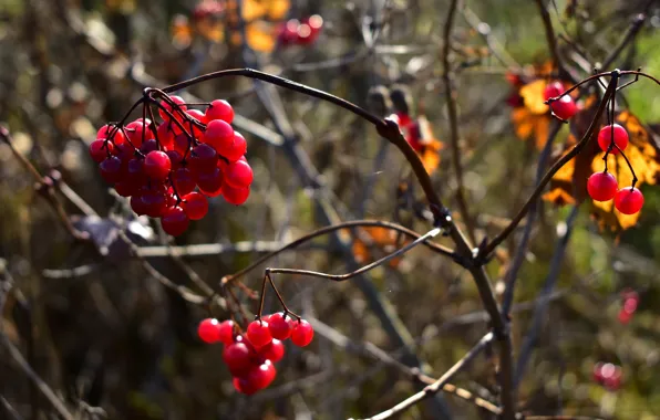 Autumn, light, branches, nature, berries, fruit, red, bokeh