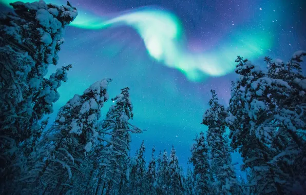 Picture winter, forest, the sky, stars, snow, trees, night, nature