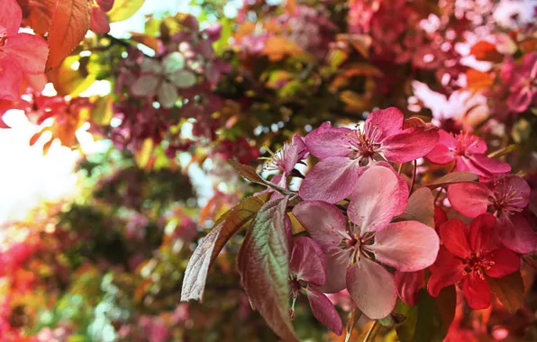 Picture spring, garden, flowering