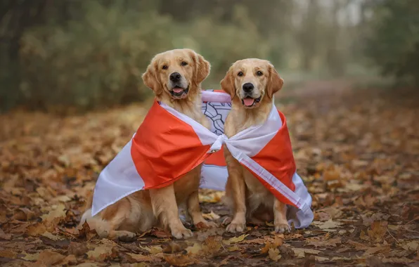 Autumn, language, dogs, Park, together, foliage, pair, a couple