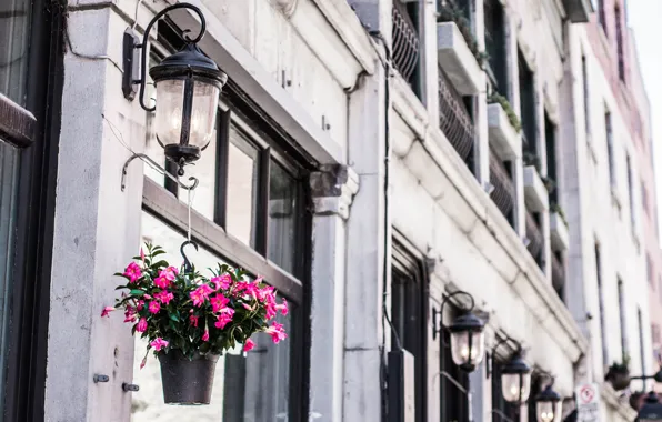 Picture flowers, street, bulding