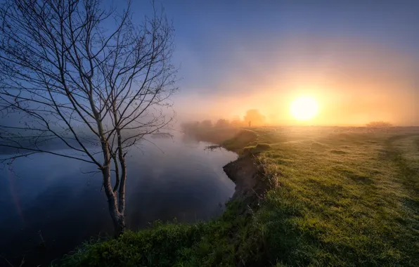 Picture the sun, landscape, nature, river, tree, shore, spring, morning