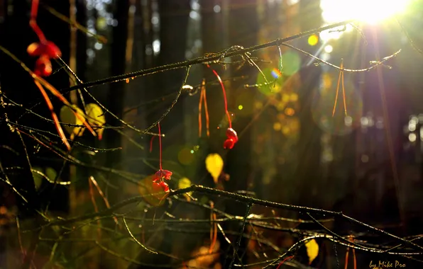 Leaves, color, the sun, rays, Forest, berry, by mike pro
