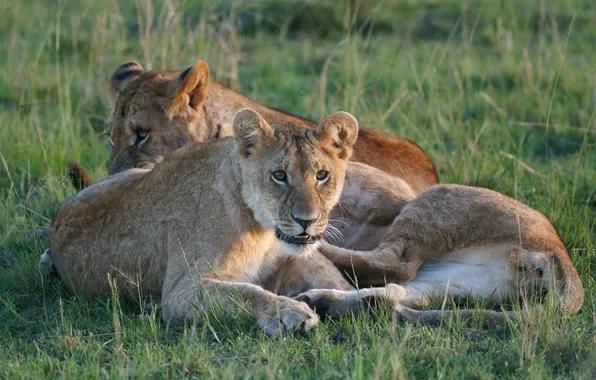 Picture grass, cats, stay, lions, Trinity