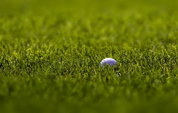 Picture white, grass, macro, sport, focus, balls, green, Golf