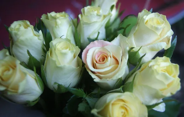 Picture roses, bouquet, buds