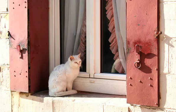 Cat, white, cat, the sun, window, blinds