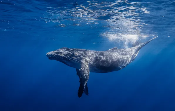 Water, light, the ocean, Réunion Underwater Photography, long-armed whale, Humpback whale, Gorbach