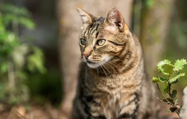 Cat, cat, look, face, trees, nature, grey, background