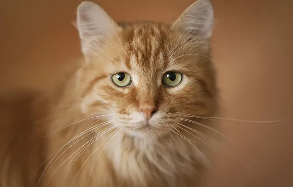 Picture cat, portrait, red