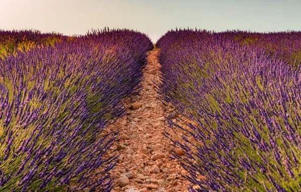 Field, summer, the sky, flowers, nature, stones, France, track