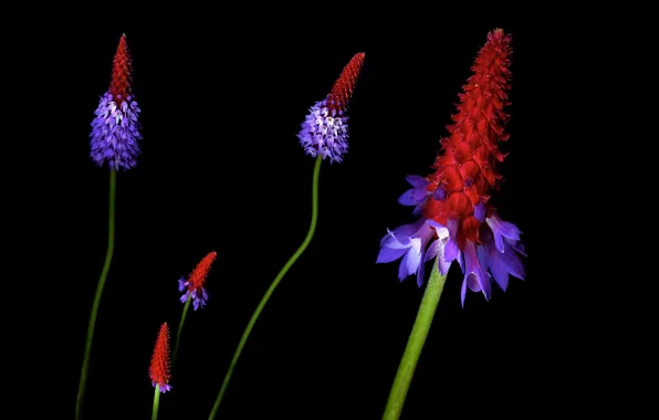 Picture light, background, shadow, petals, stem