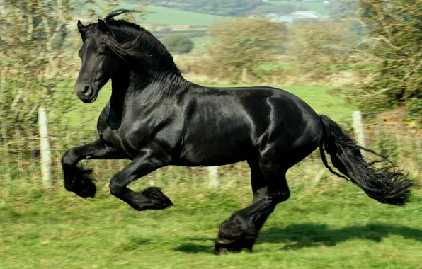 Picture black, Horse, jump, gallop, frieze