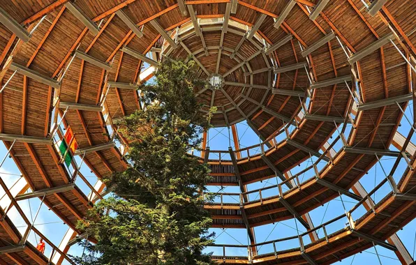 Tree, Germany, Bayern, the dome, Neuschönau