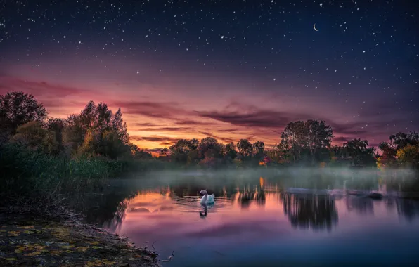 Sunset, lake, bird, the evening, Swan, starry sky