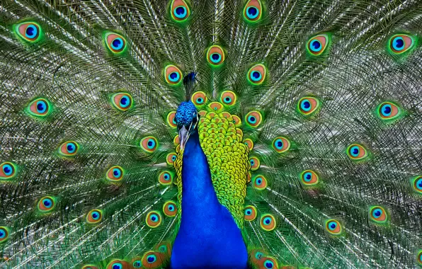 Bird, feathers, tail, peacock