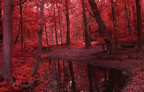 Autumn, forest, trees, branches, nature, reflection, shore, foliage