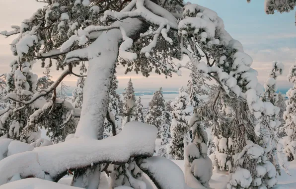 Picture winter, trees, landscape, nature, snow