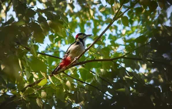 Picture tree, bird, foliage, branch, woodpecker, Sergey Kalev