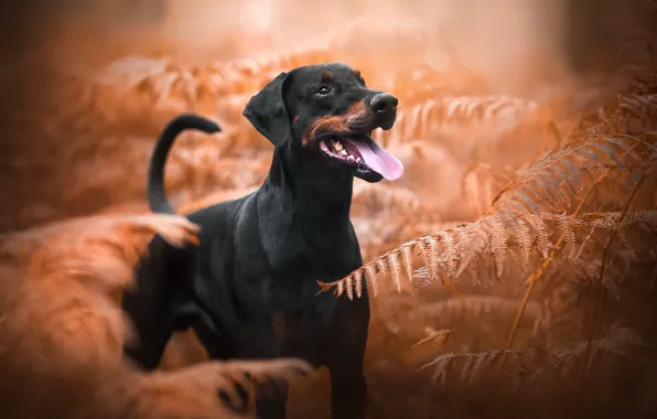 Autumn, each, dog