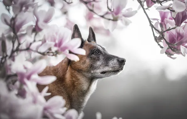 Look, pose, dog, face, Magnolia