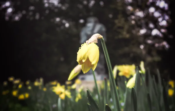 Picture flowers, yellow, spring, flowerbed, daffodils
