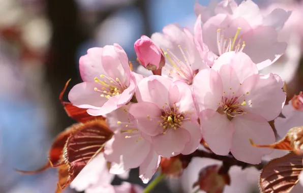 Macro, light, flowers, cherry, branch, spring, pink, flowering